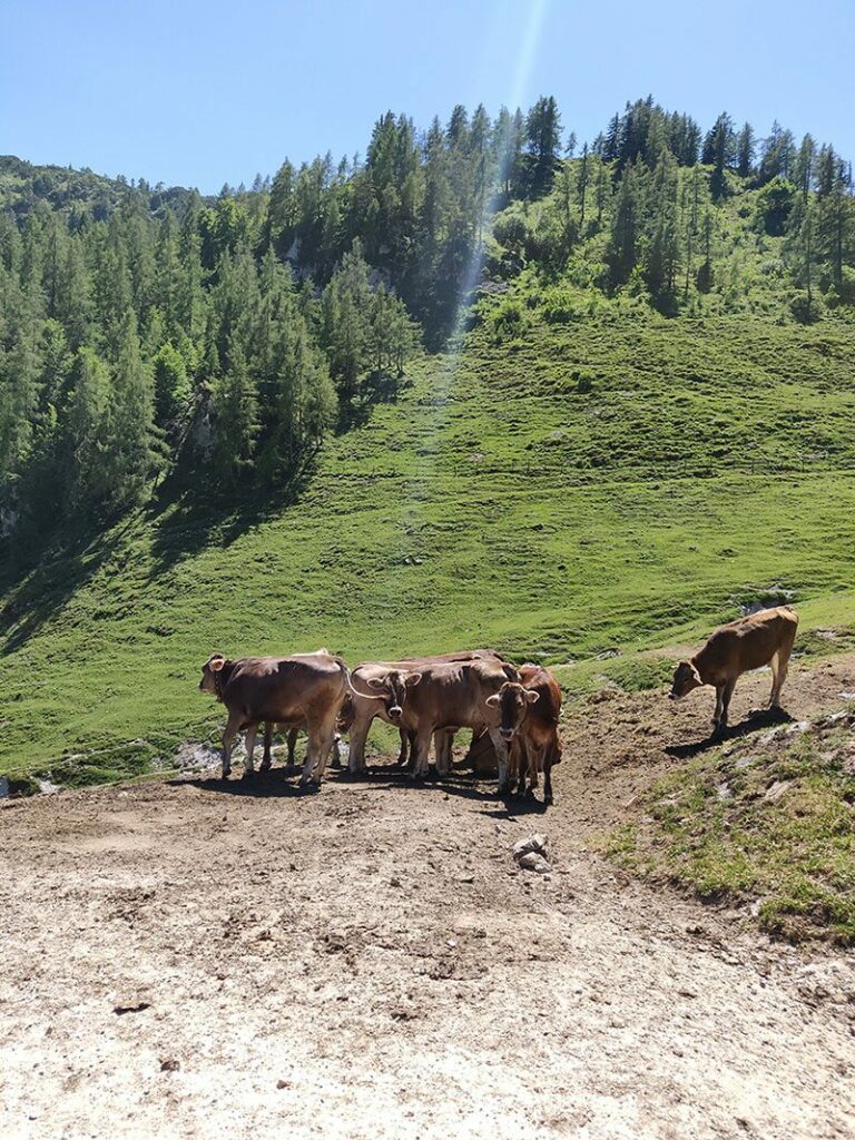Urlaubsbericht KAT Walk - Wandern durch die Kitzbüheler Alpen 124 katwalk wandern oesterreich st.johann st ulrich 34