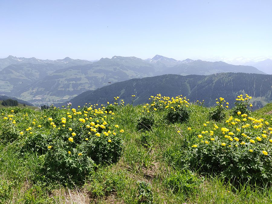 Urlaubsbericht KAT Walk - Wandern durch die Kitzbüheler Alpen 23 katwalk wanderung geniesser tour aschau kitzbuehel 11