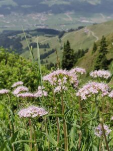 katwalk weitwandern kitzbuehel st johann tirol 19