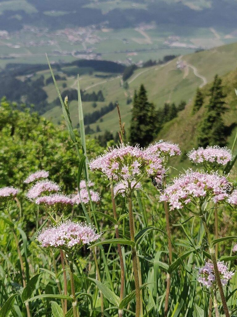 Urlaubsbericht KAT Walk - Wandern durch die Kitzbüheler Alpen 65 katwalk weitwandern kitzbuehel st johann tirol 19